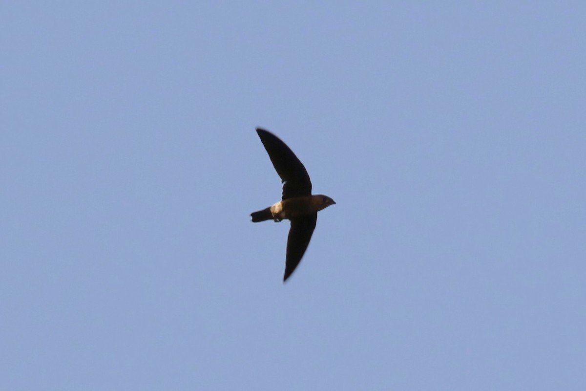 Baobab İğnekuyruğu - ML651387122