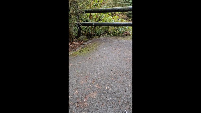 vannrikse - ML651387299