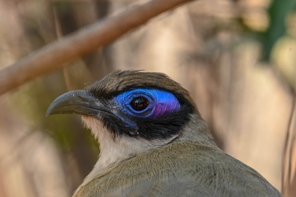 Riesenseidenkuckuck - ML651387539