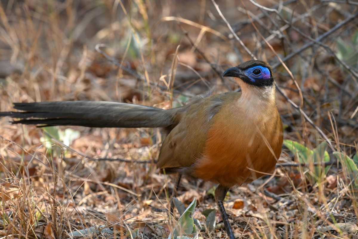 Riesenseidenkuckuck - ML651387547