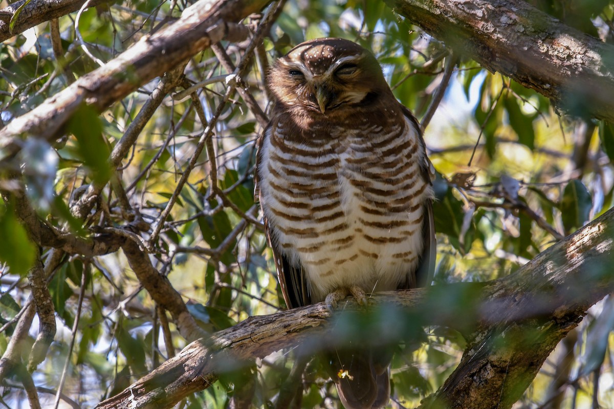 Madagaskarkauz - ML651387550