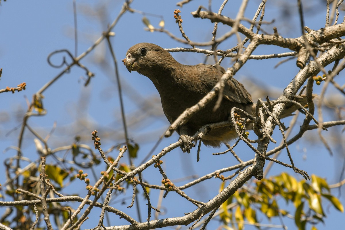 Rabenpapagei - ML651387563