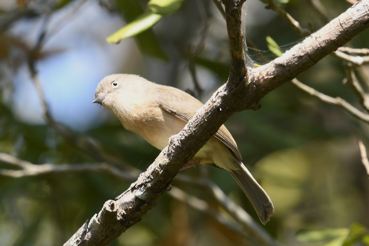 Rostbauchvanga - ML651387809