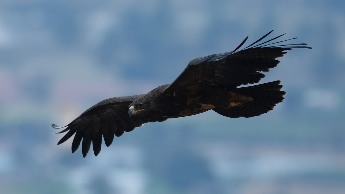 Tawny Eagle - ML651389035