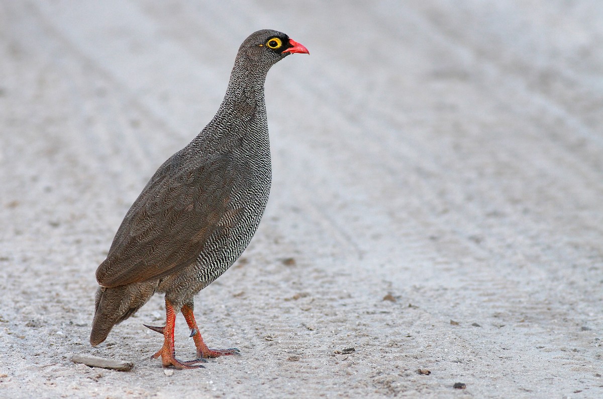 Francolin à bec rouge - ML651389308