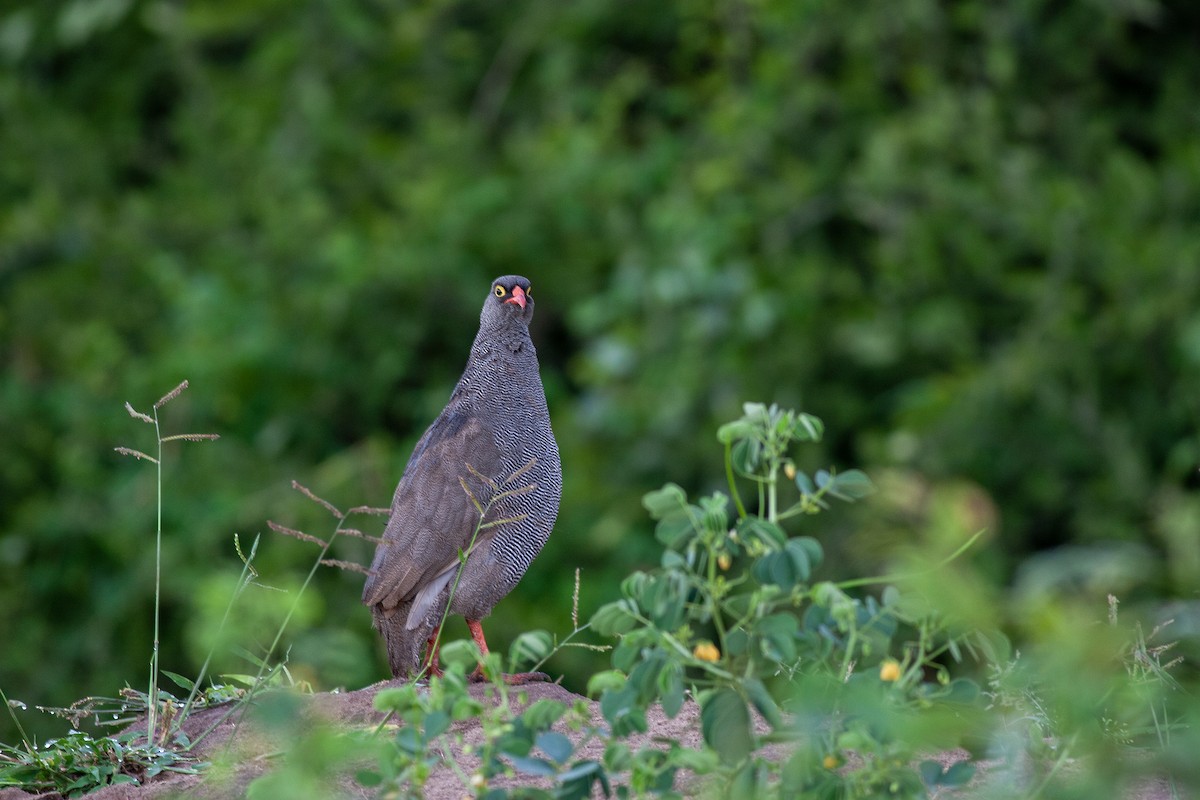 サザナミシャコ - ML651389309