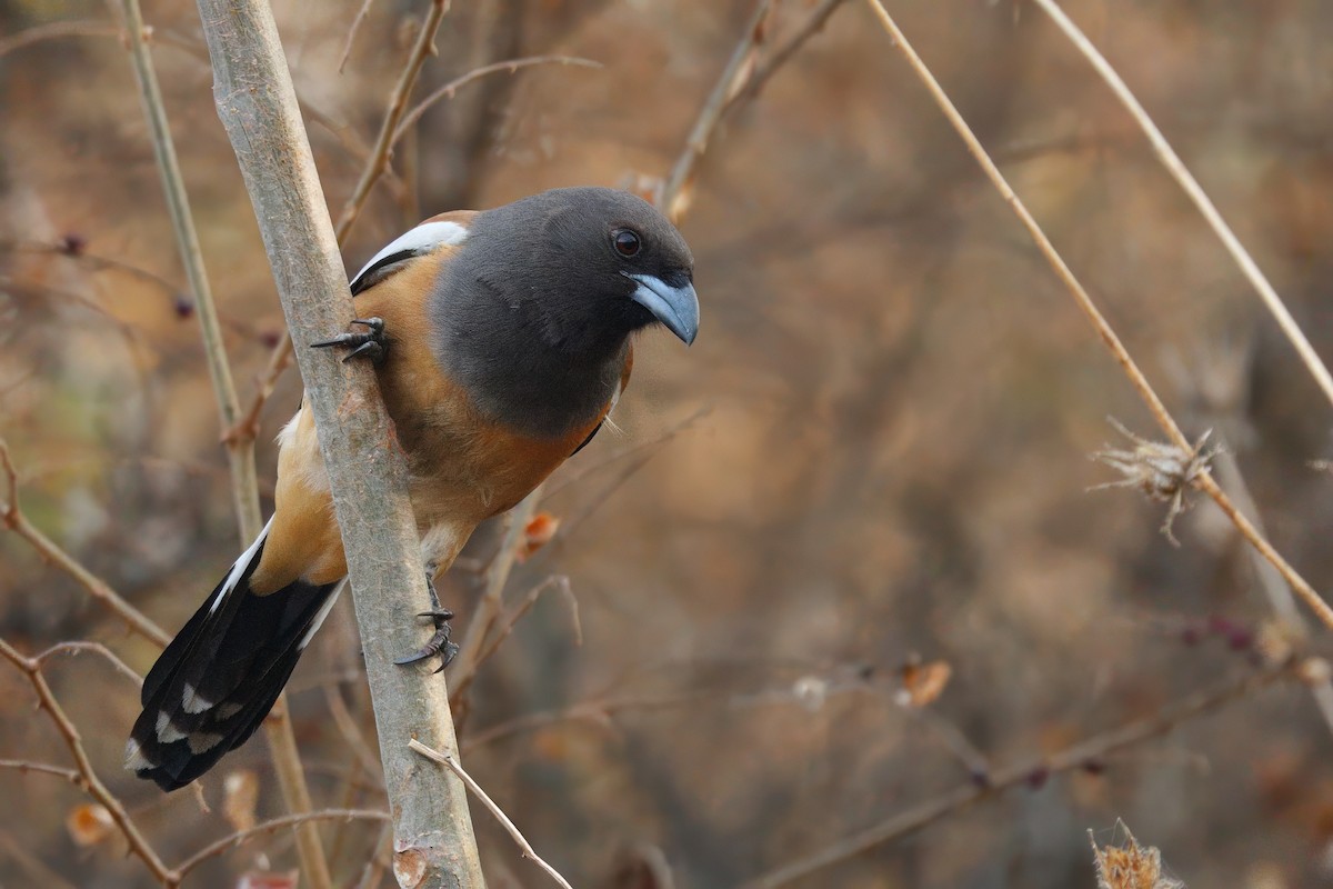 Rufous Treepie - ML651389781