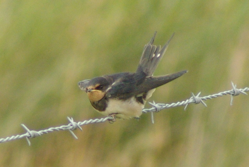 Hirondelle rustique - ML651389850