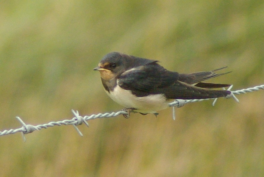 Hirondelle rustique - ML651389866