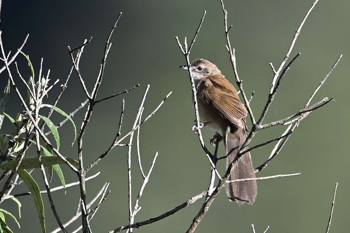 Fan-tailed Grassbird - ML651390016