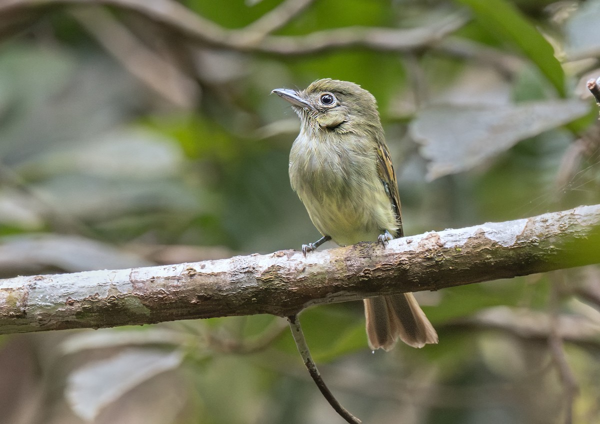 Eastern Olivaceous Flatbill - ML651390649