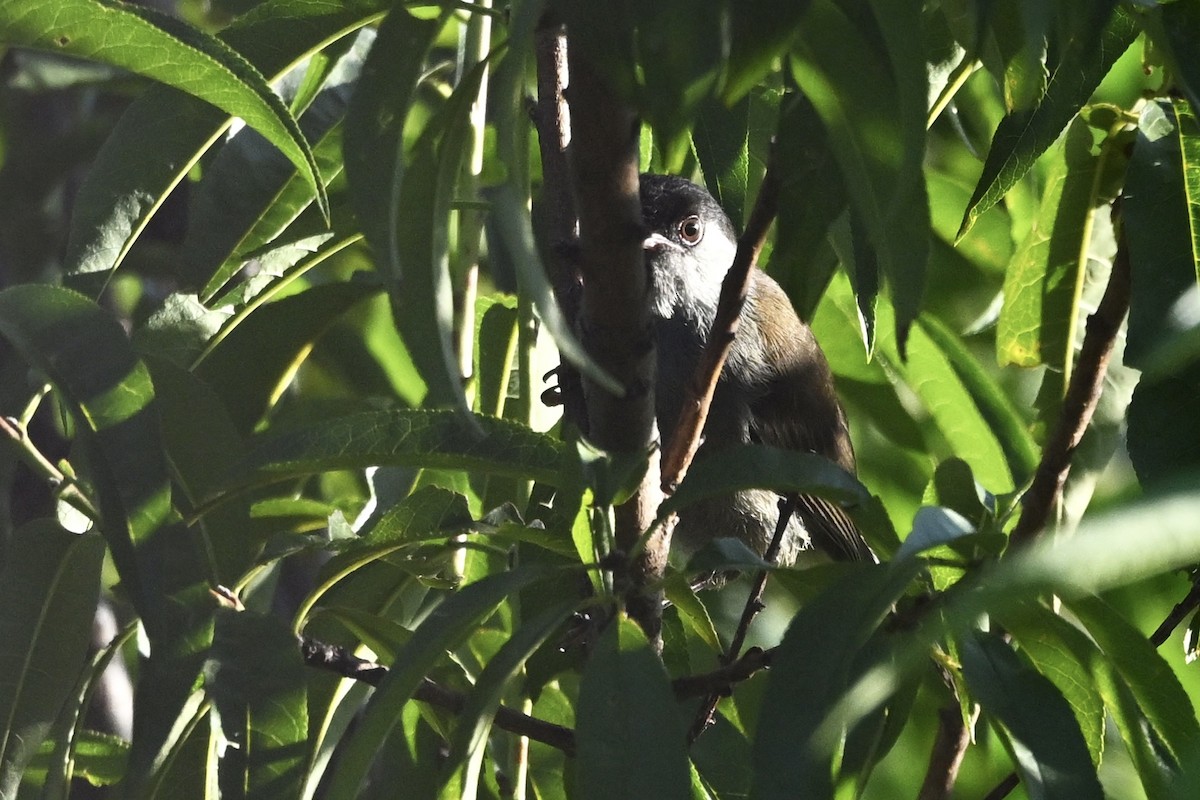 Bush Blackcap - ML651392343
