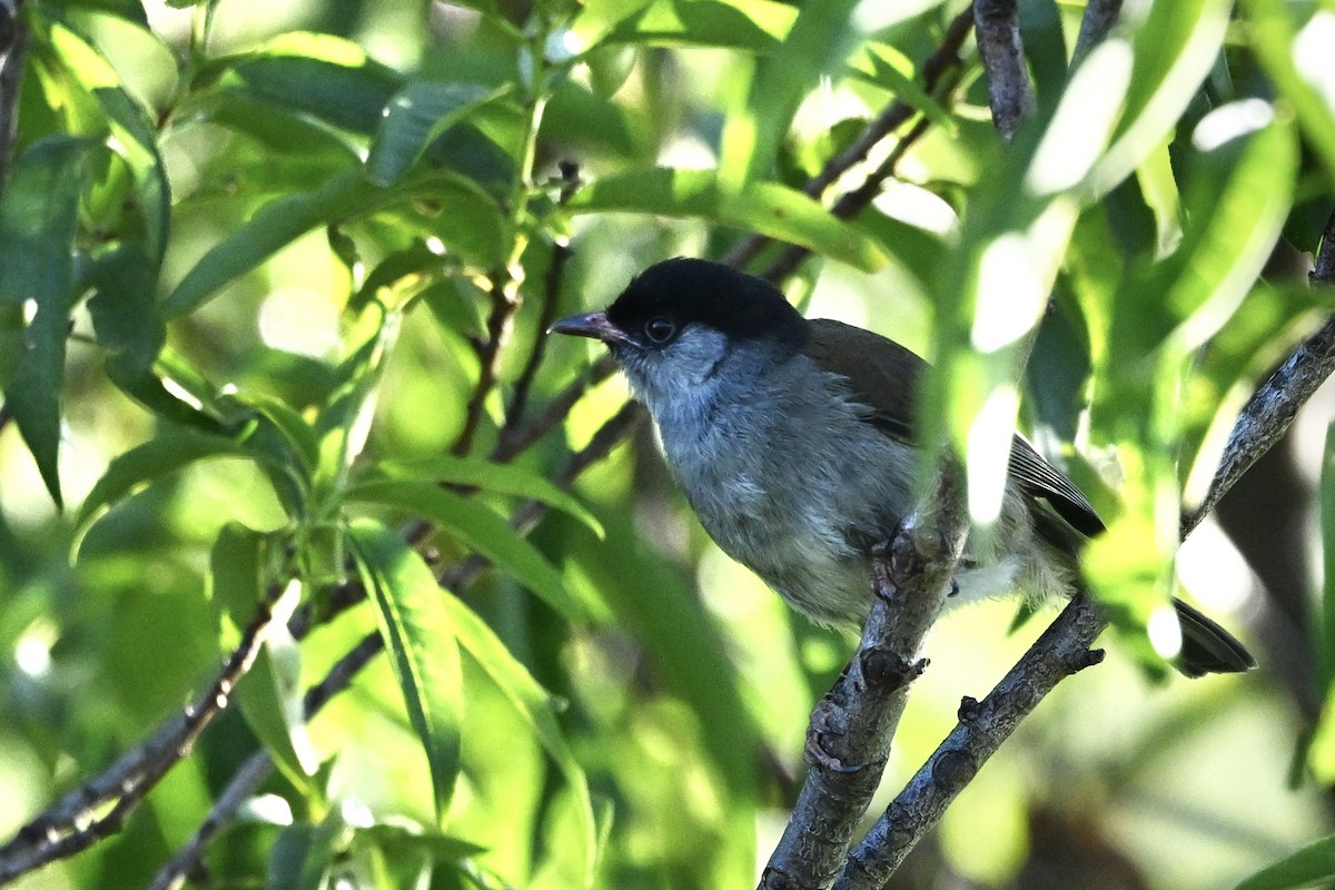 Bush Blackcap - ML651392344