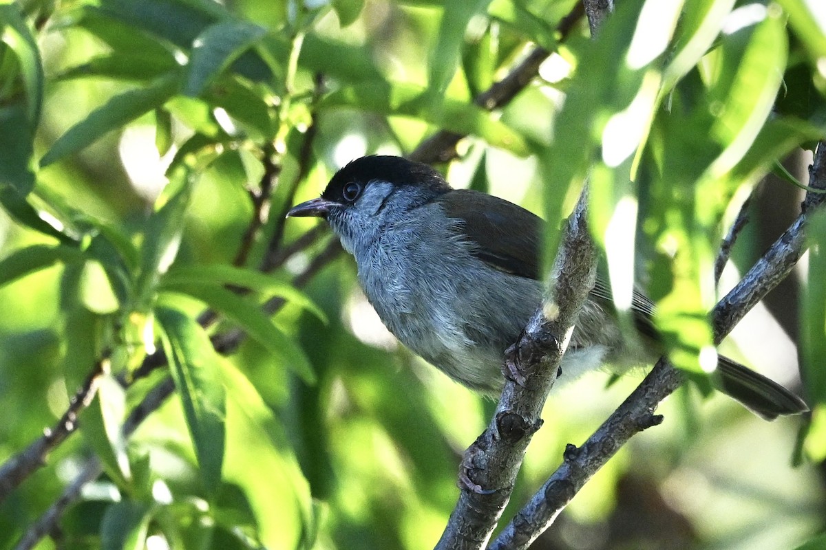 Bush Blackcap - ML651392345