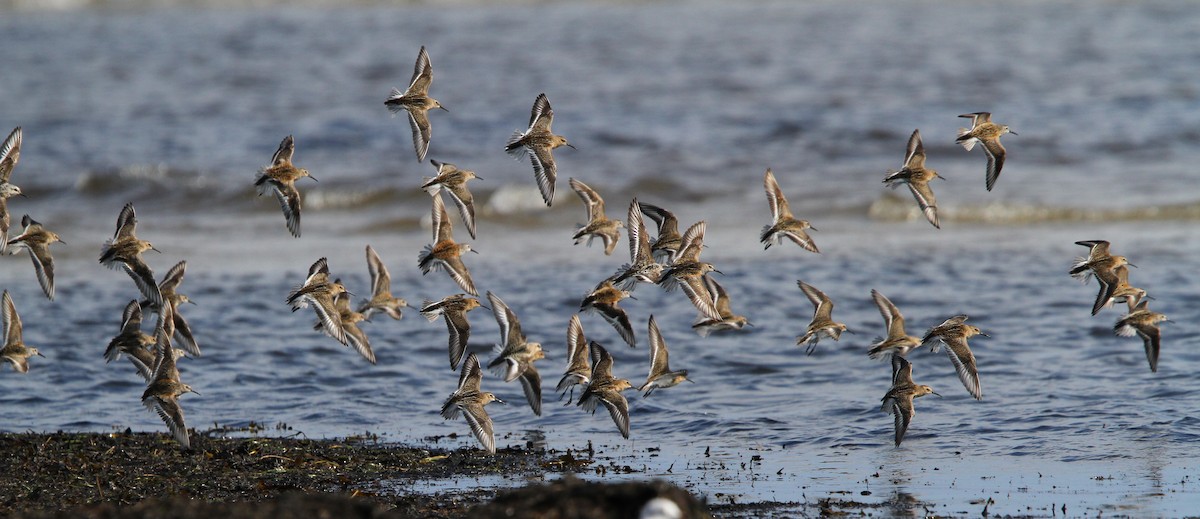 Dunlin - ML65139371