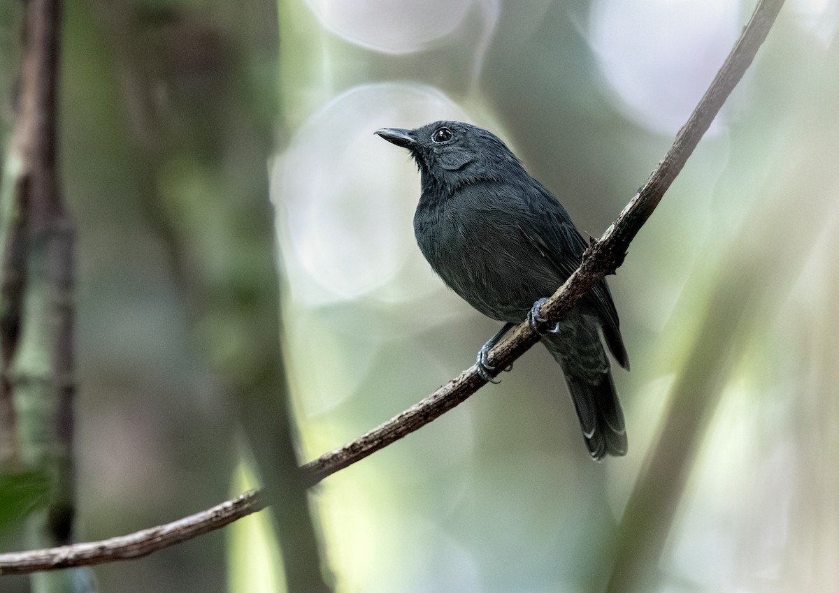 Schwarzkinn-Ameisenvogel - ML651394085