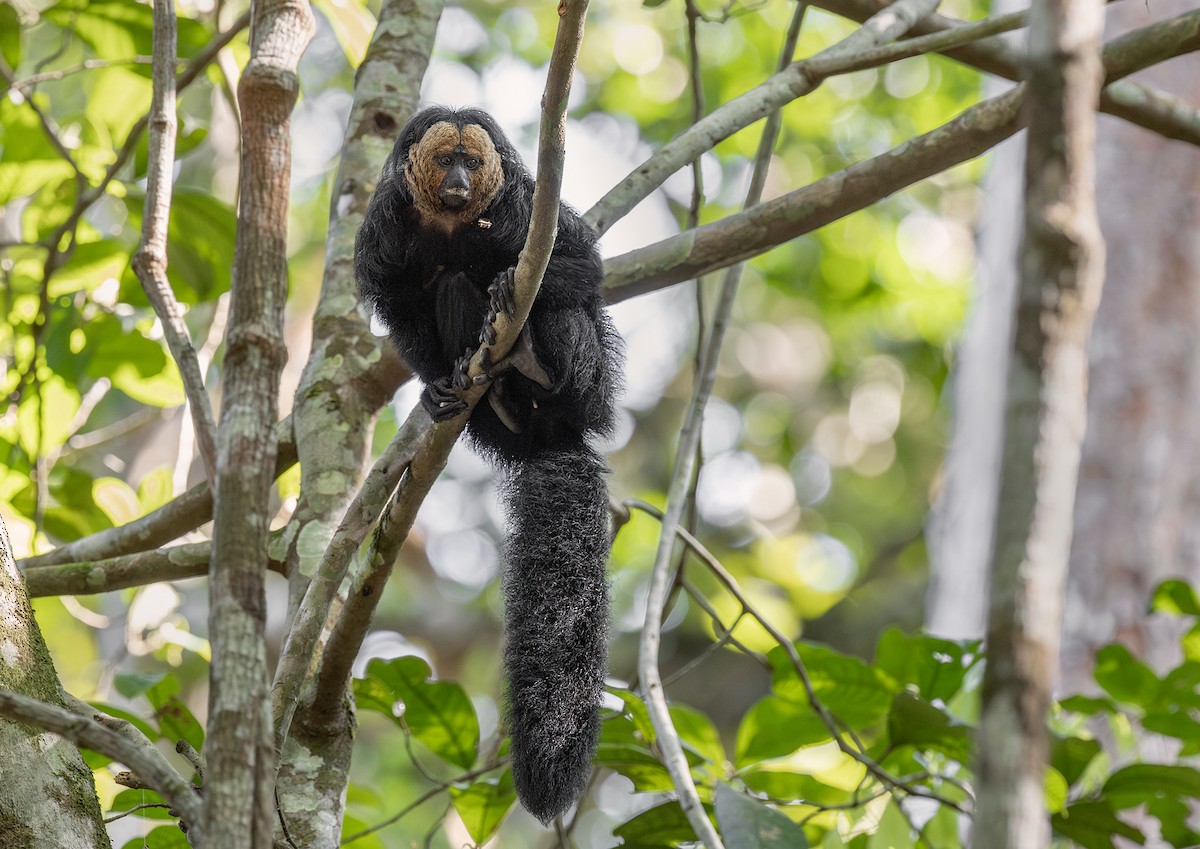 Goldgesichtsaki - ML651394144