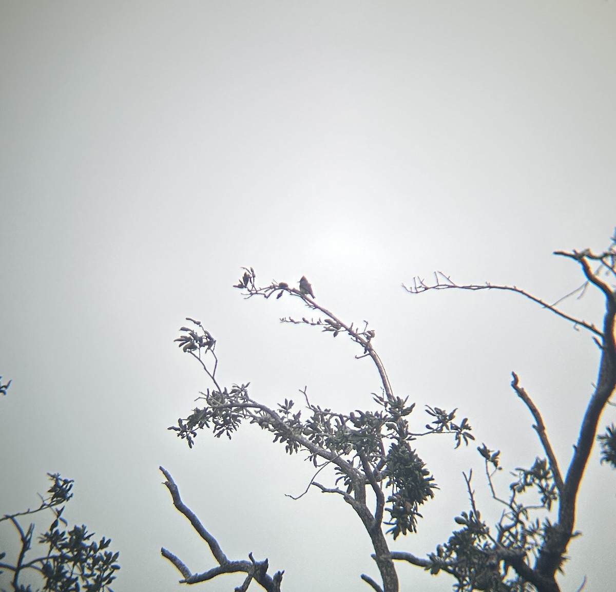Greater Pewee - ML651395399