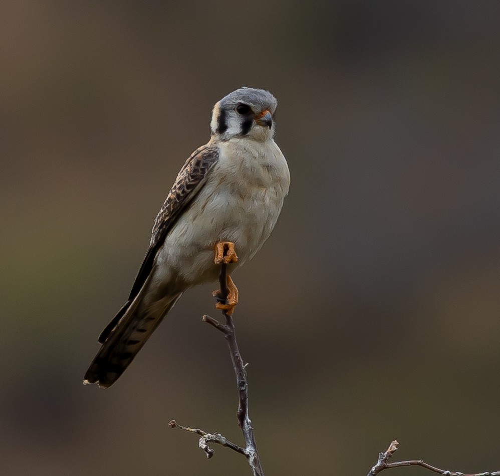 American Kestrel - ML651395843