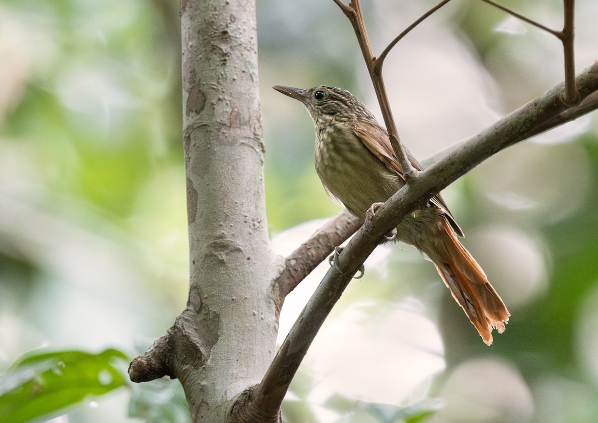 Eastern Woodhaunter - ML651396231