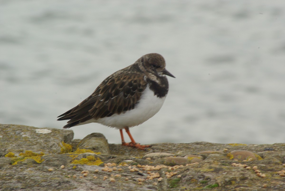 Tournepierre à collier - ML651396429