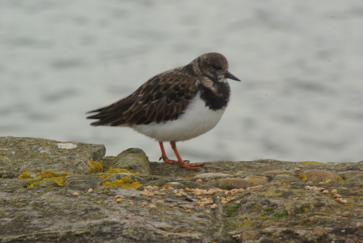 Tournepierre à collier - ML651396444