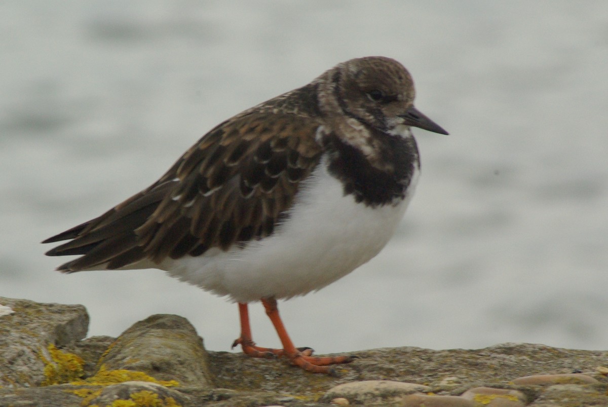 Tournepierre à collier - ML651396449