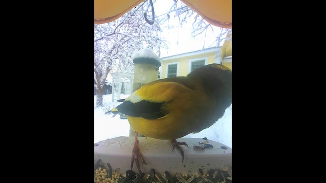 Evening Grosbeak - ML651397978