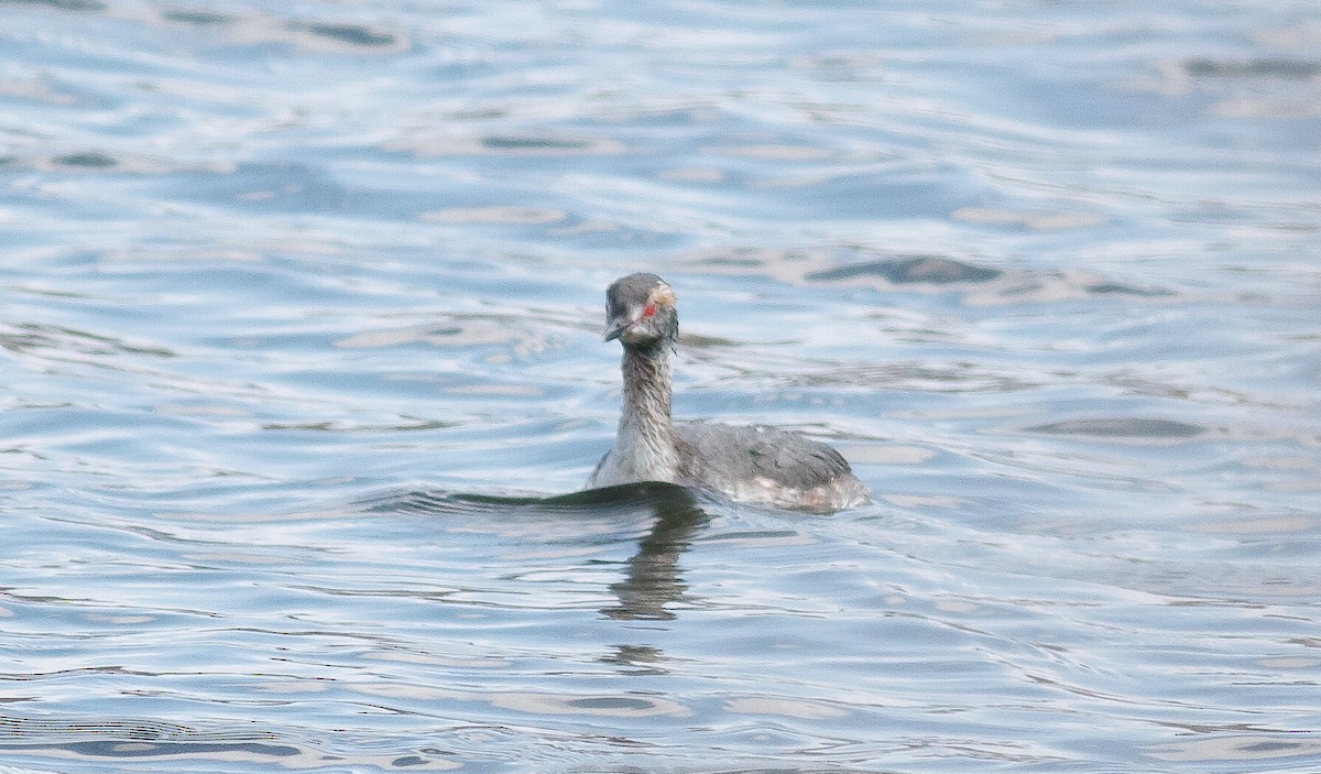 Horned Grebe - Nick Pulcinella