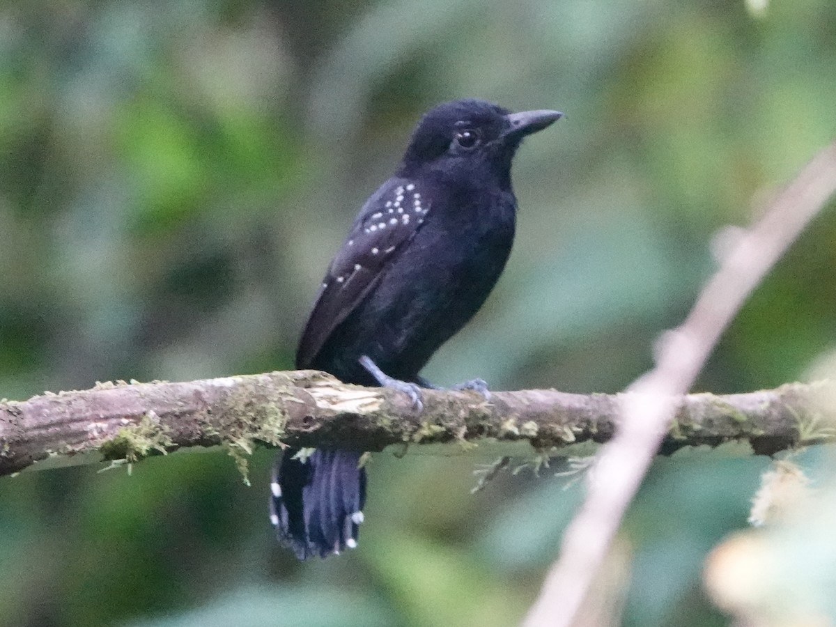Black-hooded Antshrike - ML651399507