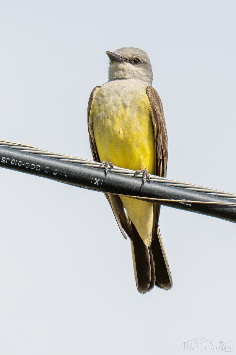 Western Kingbird - ML651400114