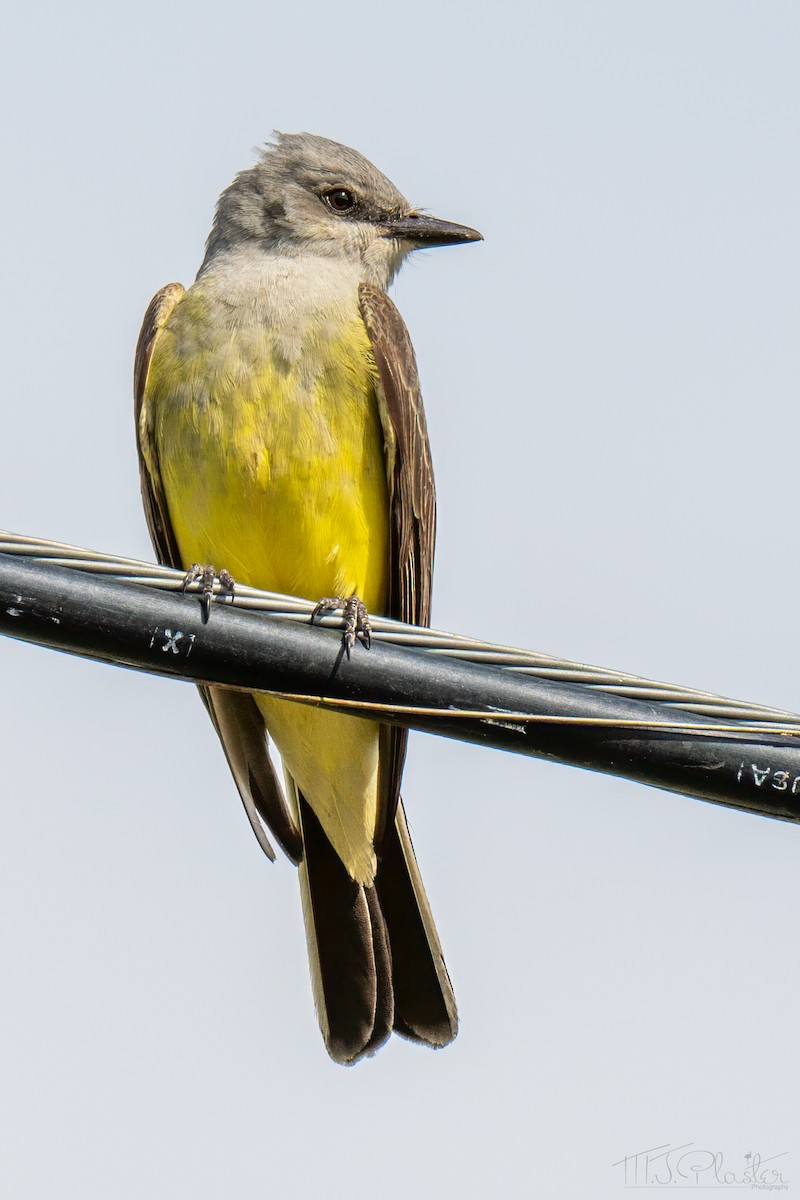 Western Kingbird - ML651400115
