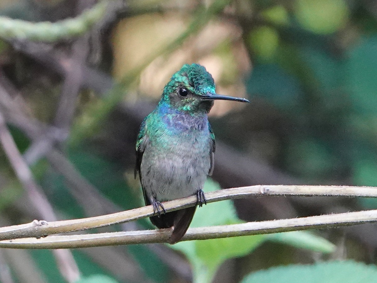 kolibřík sličný - ML651400350