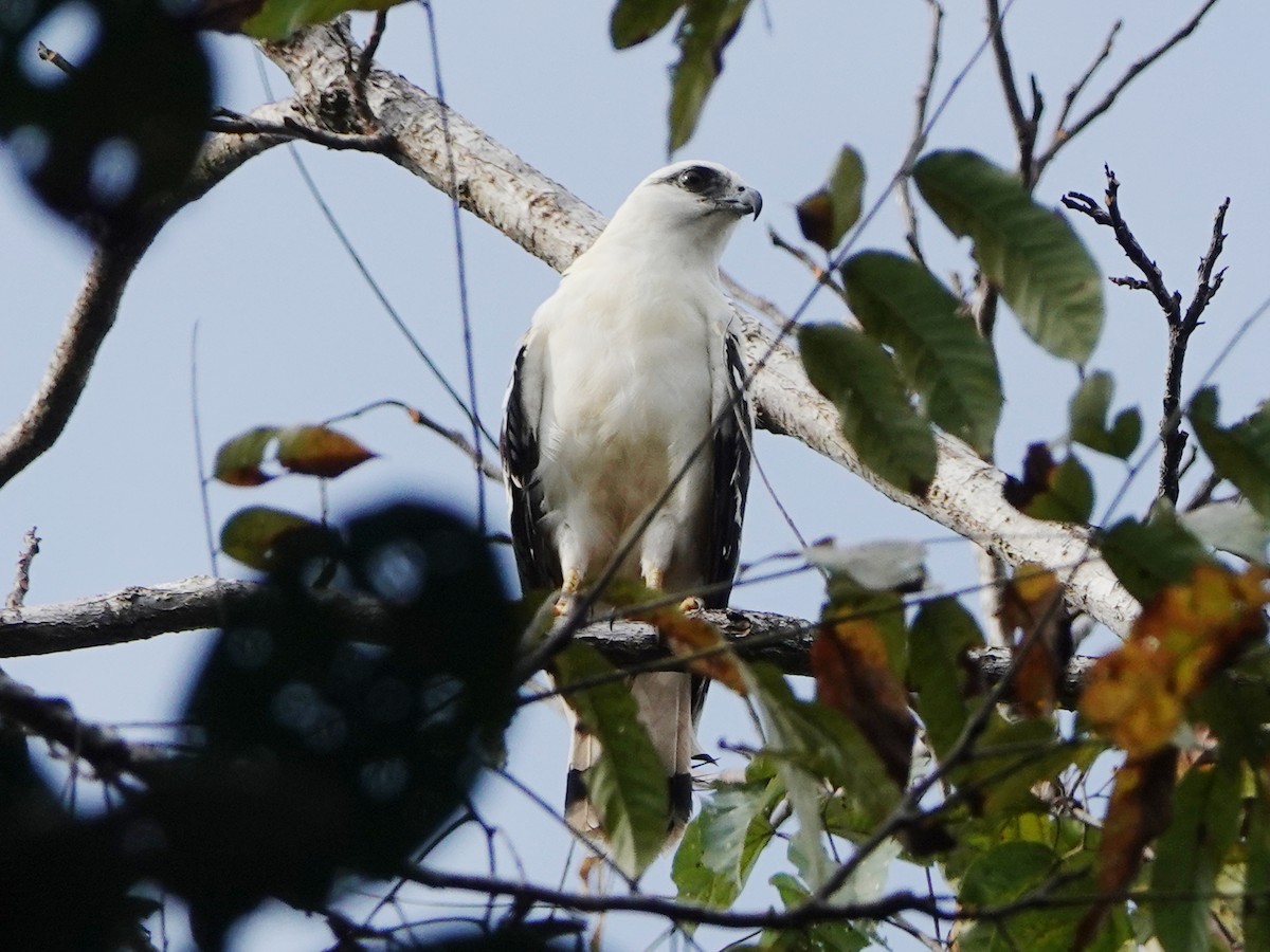 káně pralesní - ML651400355