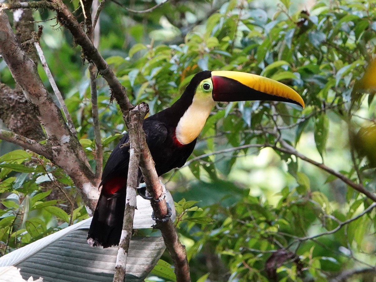 tukan žlutohrdlý - ML651400359