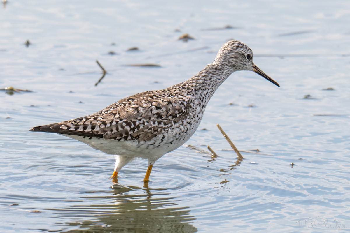 Lesser Yellowlegs - ML651400589