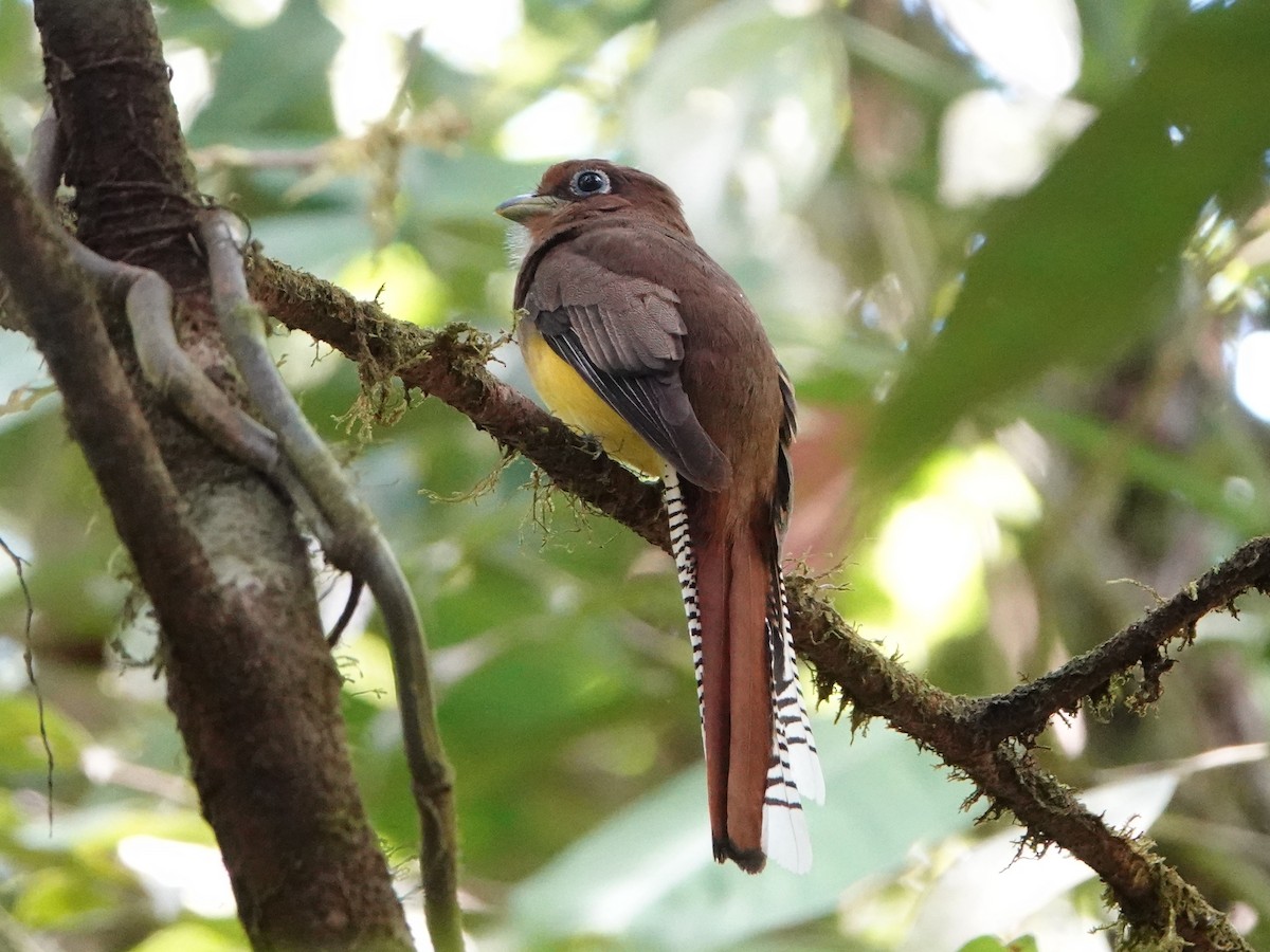 trogon modroocasý - ML651400640