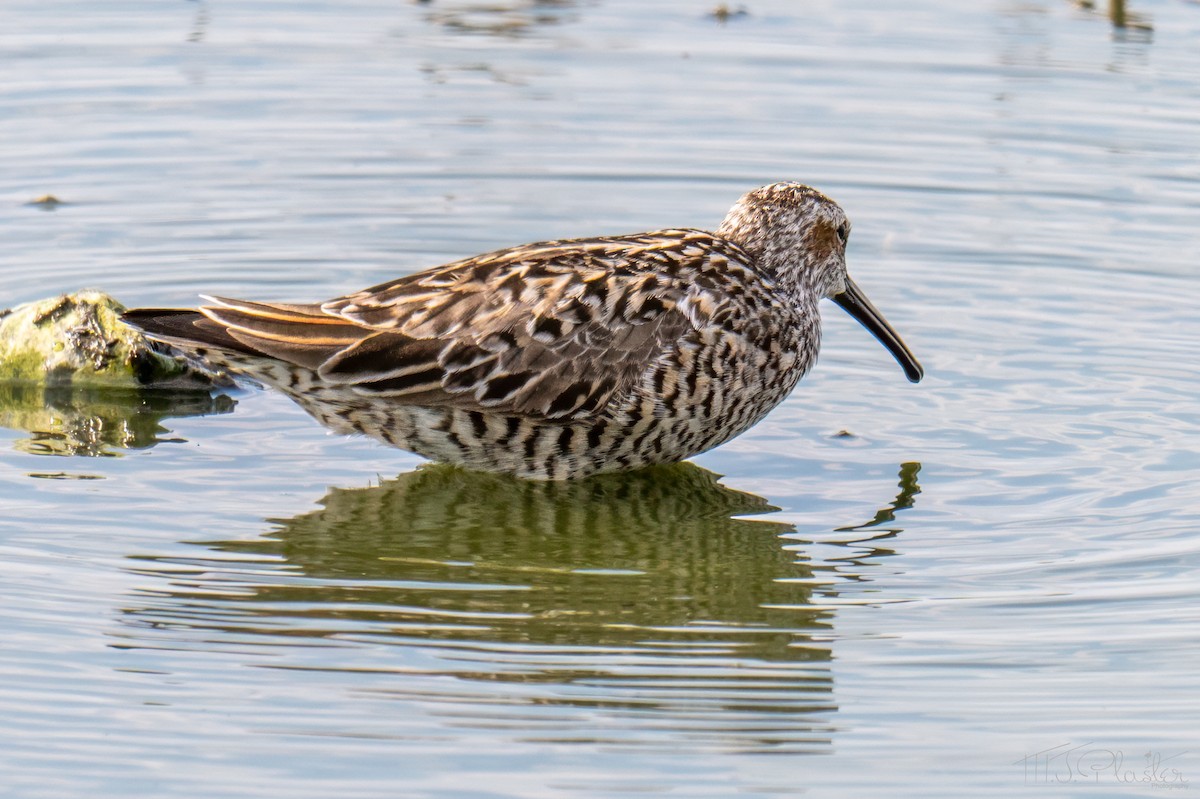 Stilt Sandpiper - ML651400688