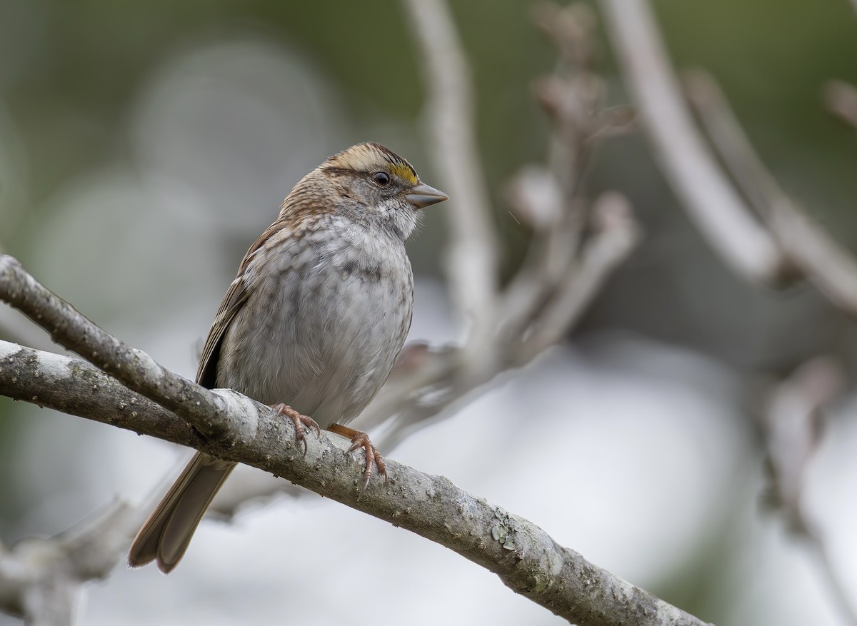 White-throated Sparrow - ML651401076