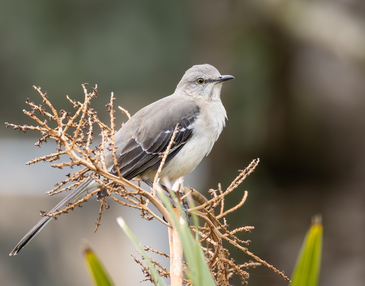 Northern Mockingbird - ML651401084