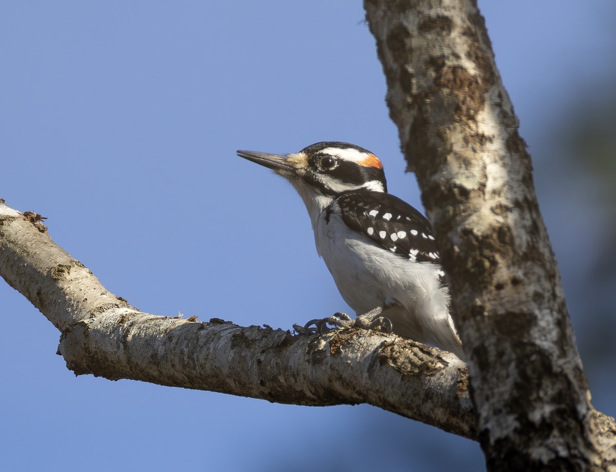 Hairy Woodpecker - ML651401094