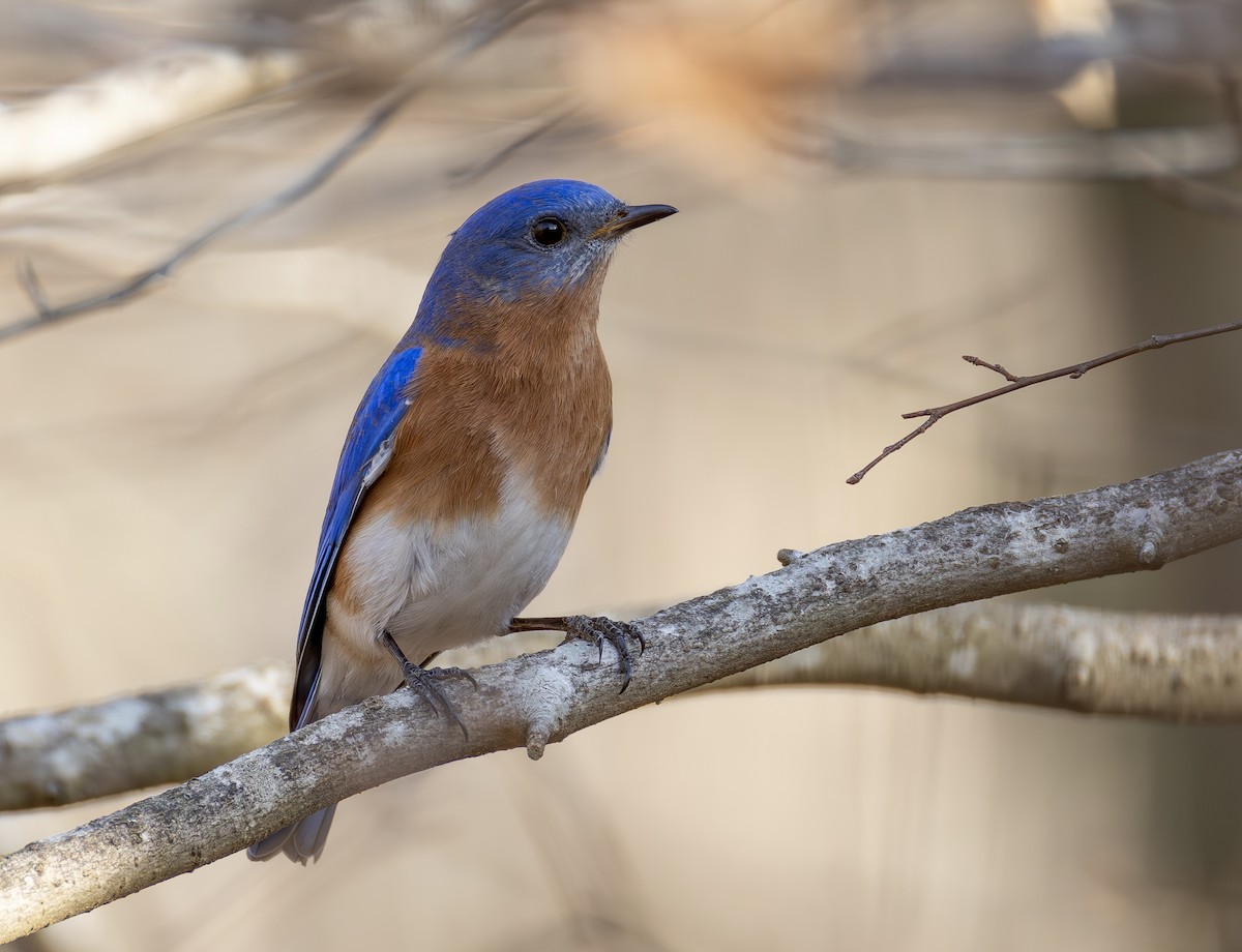 Eastern Bluebird - ML651401100