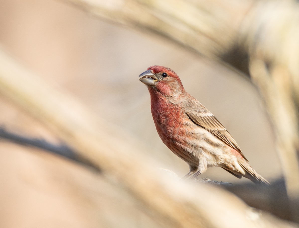 Burugorri arrunta - ML651401101