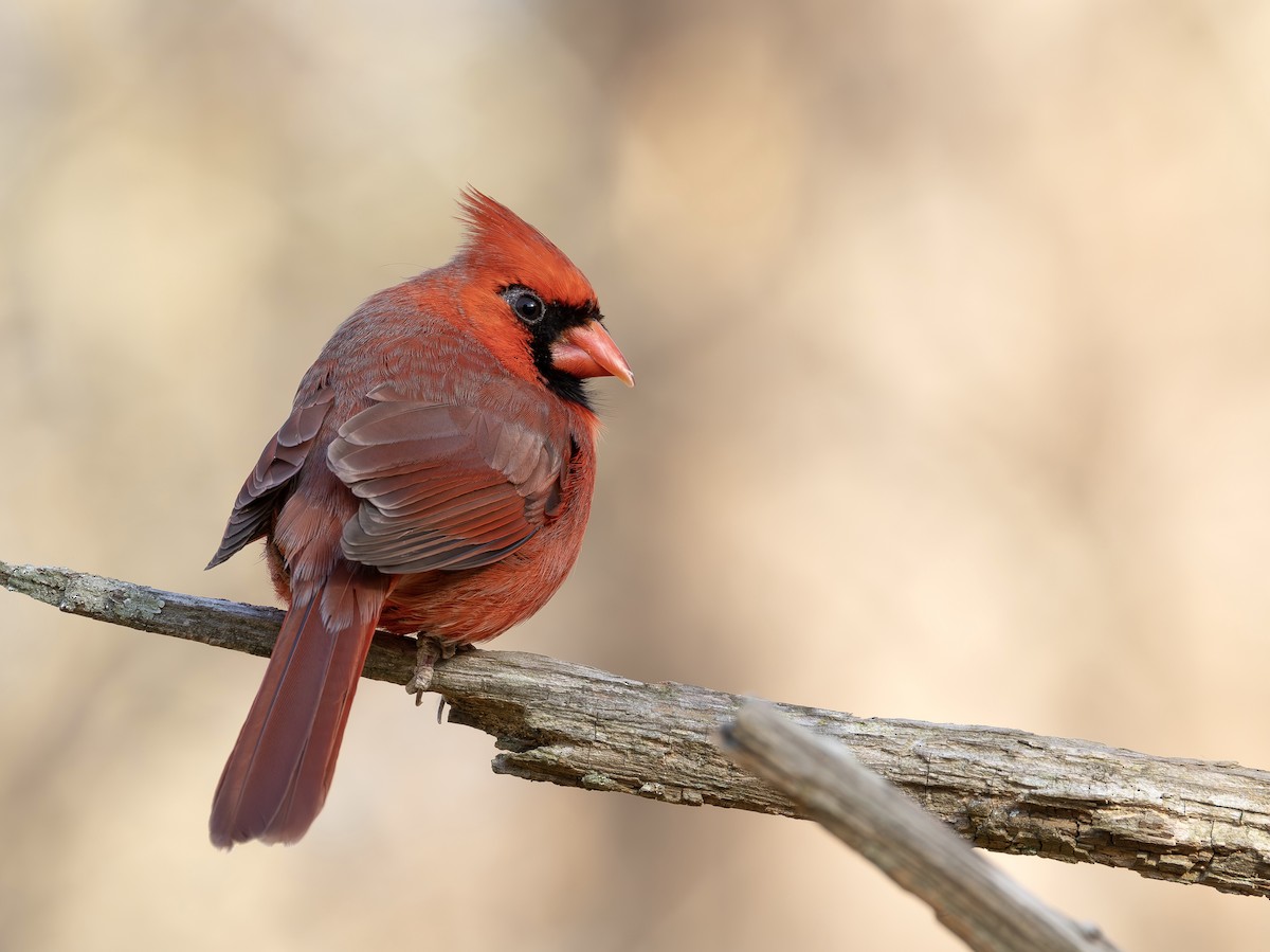 Kardinal arrunta - ML651401103