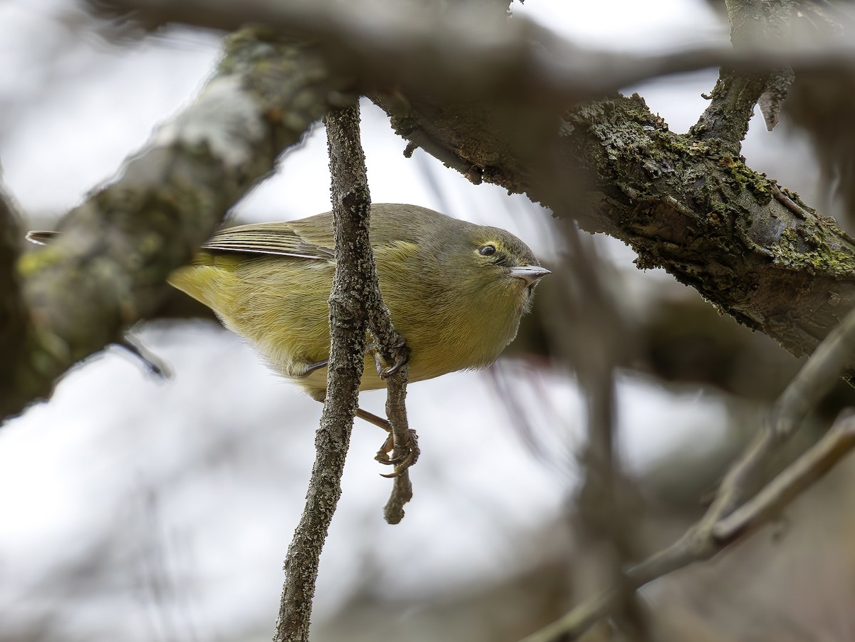 Orange-crowned Warbler - ML651401253