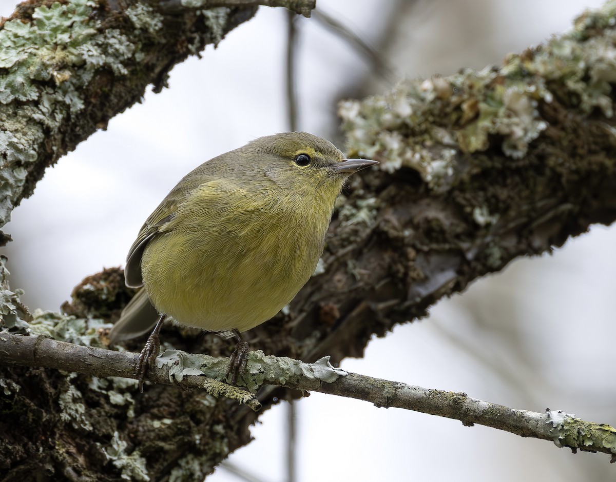 Orange-crowned Warbler - ML651401254