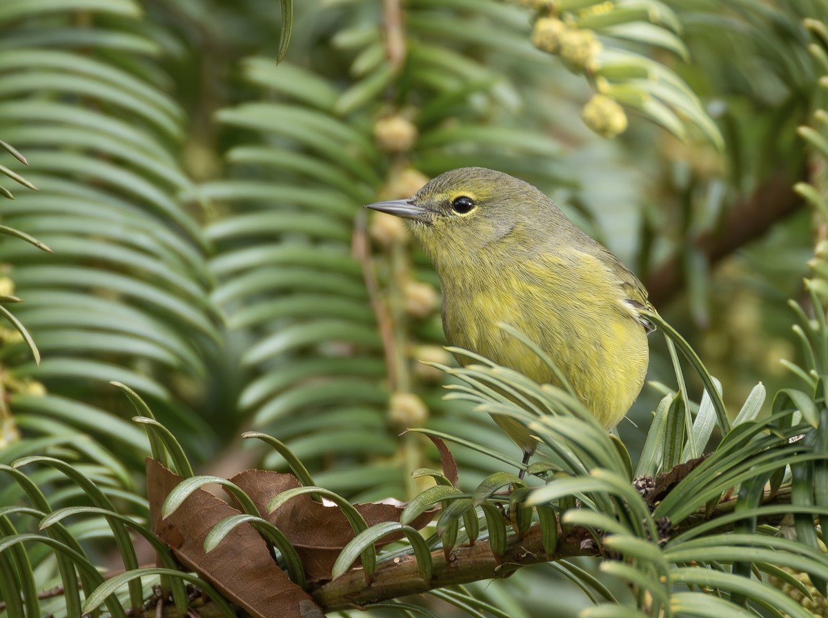 Orange-crowned Warbler - ML651401255