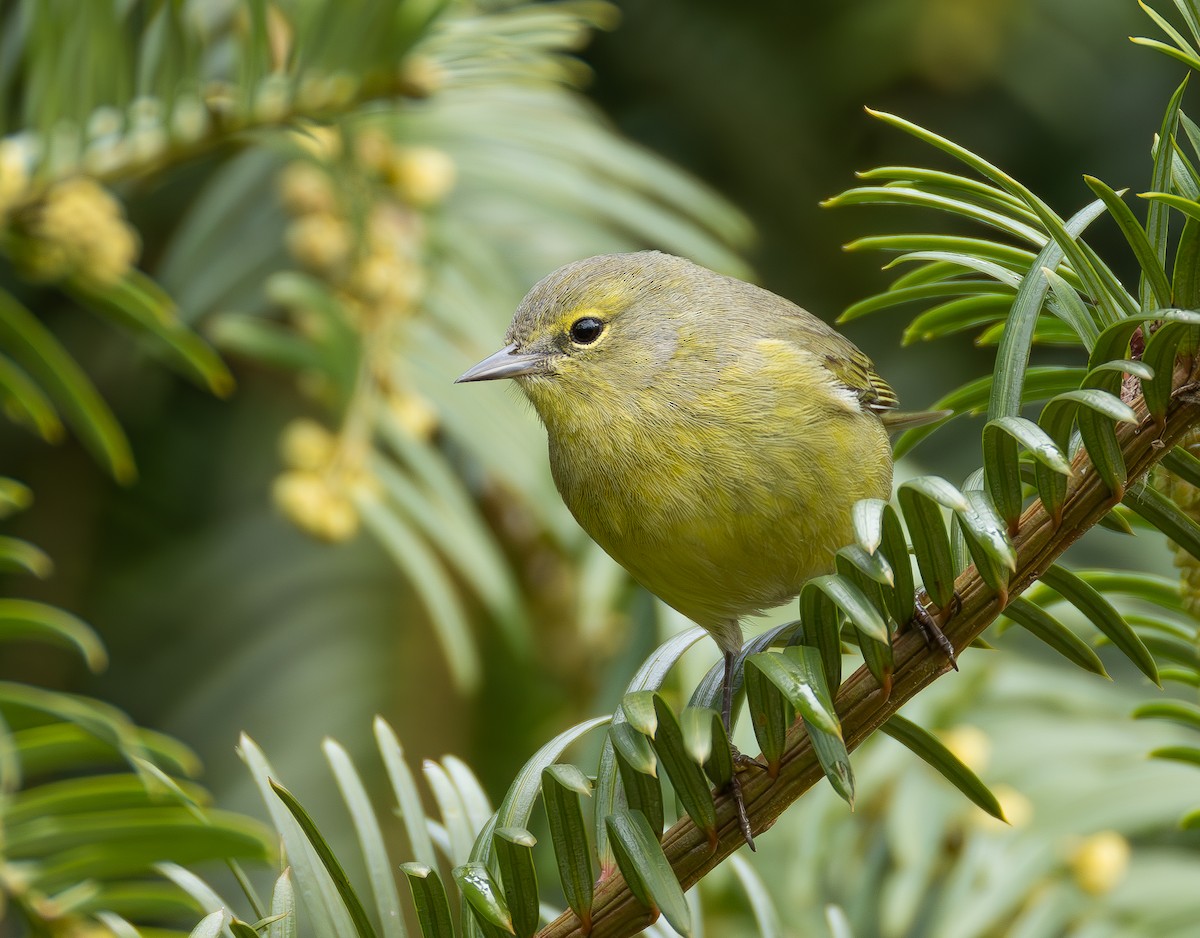 Orange-crowned Warbler - ML651401256