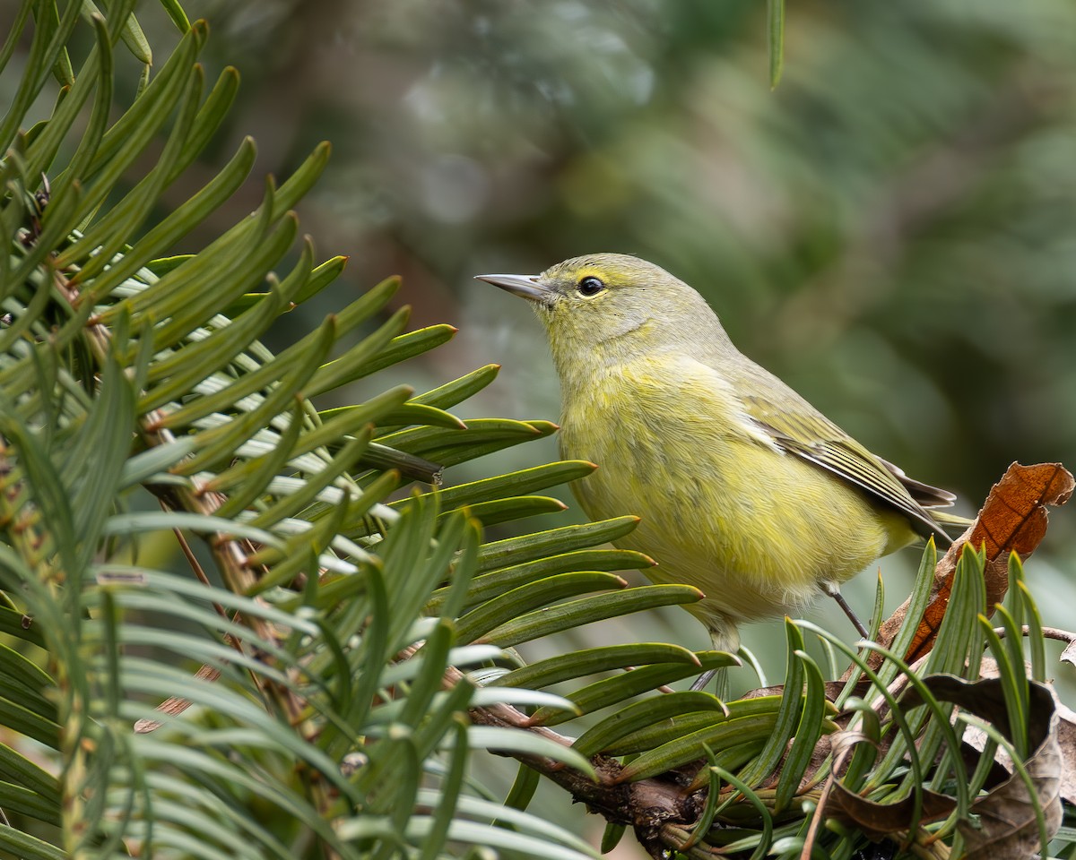 Orange-crowned Warbler - ML651401257