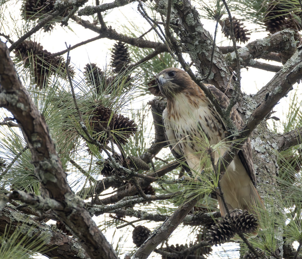 Red-tailed Hawk - ML651401266
